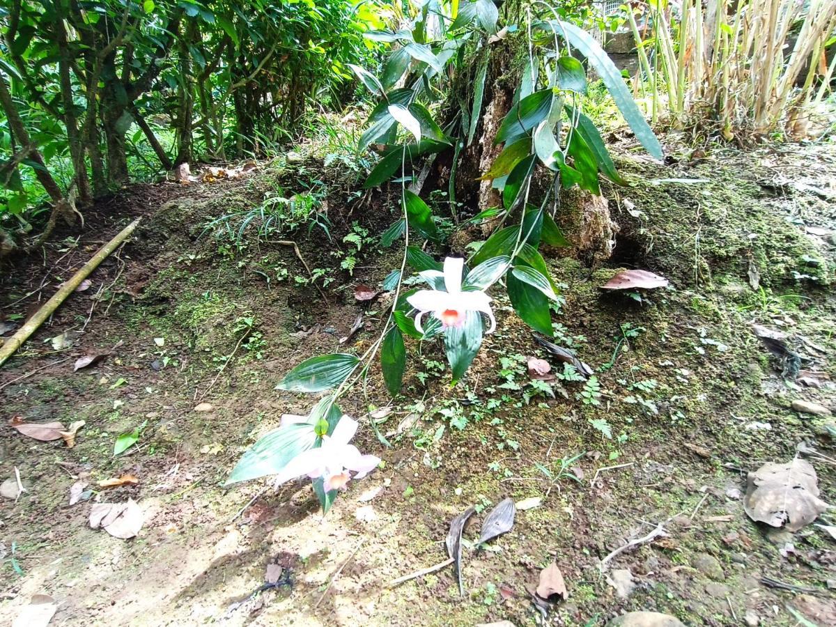 Cabana Vista Rio Celeste Zewnętrze zdjęcie